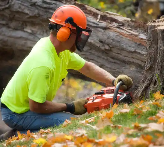 tree services St. Clair Shores